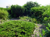 ���c�뉛, �h�C�c���t�H�g, ����Ή��E�r���̉���